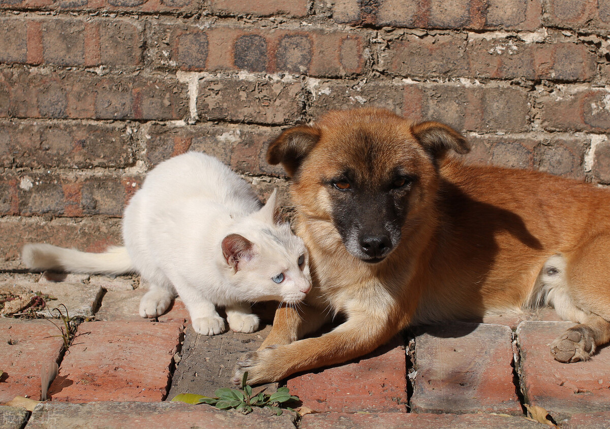 农村养殖什么赚钱,农村养殖什么动物赚钱