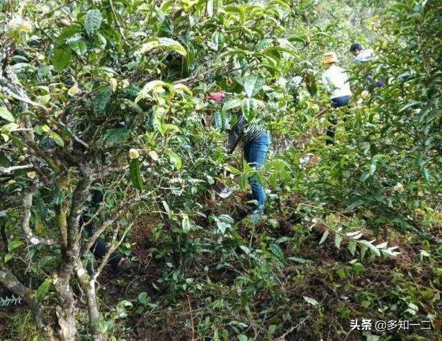 出租古茶树,古树茶地出租