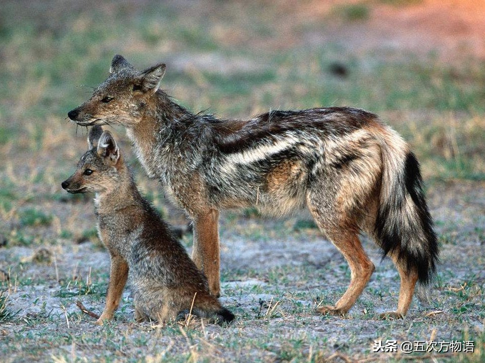不同的犬科动物之间有生殖隔离吗,犬科动物都没有生殖隔离