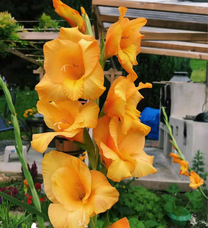 此花耐寒又耐热,此花号称红宝石