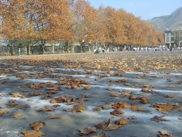 好听的校园风歌曲,盘点五首校园风好听的歌