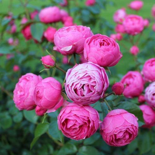 藤本月季花的冬季修剪,藤本月季太茂密花后修剪