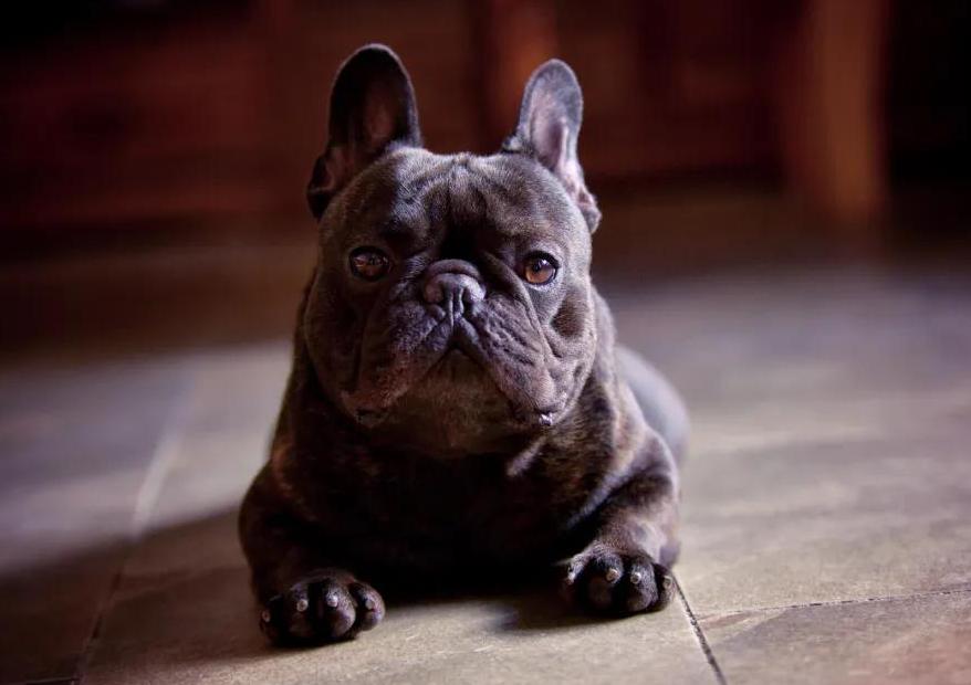 养法国斗牛犬需要注意什么,养法国斗牛犬脏吗