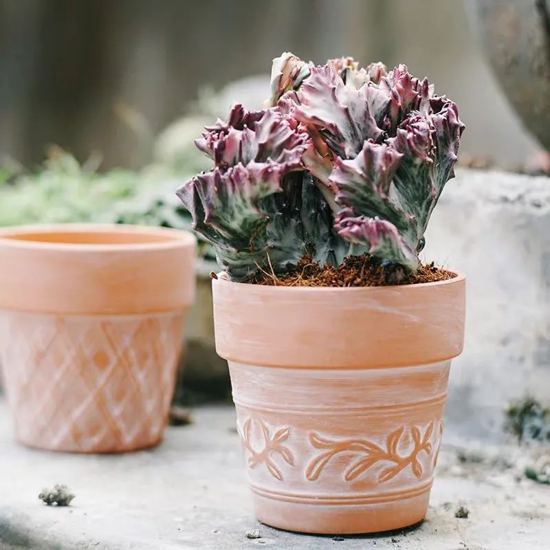 家里养玉麒麟摆放哪个位置好,养麒麟花注意事项