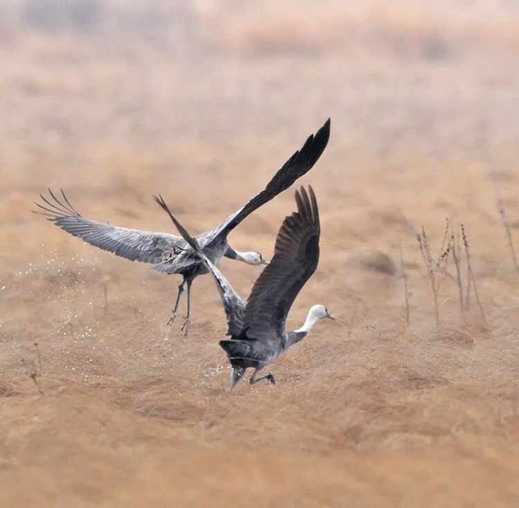 离俄罗斯只有一江之远,离黑龙江很近的俄罗斯城市