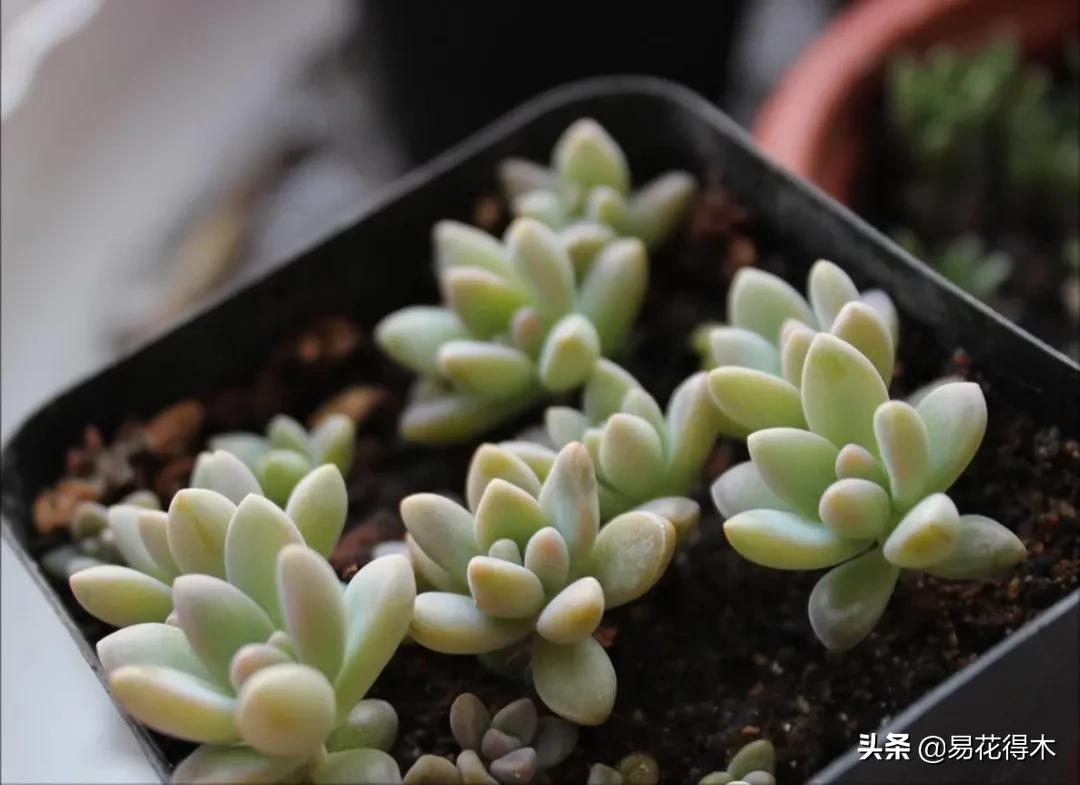 养花煤渣直接掺到土里吗,蜂窝煤渣养花好处多