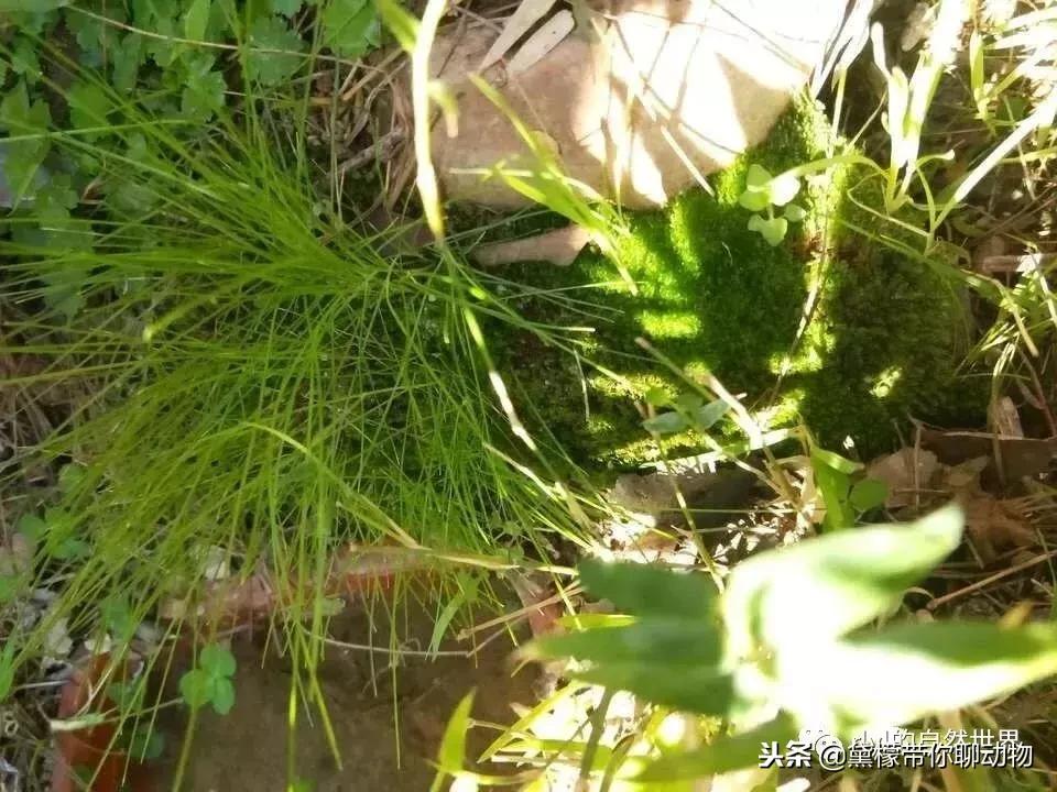 丛林造景黄缘龟池设计图大全,龟宝宝黄缘龟生态缸造景教程