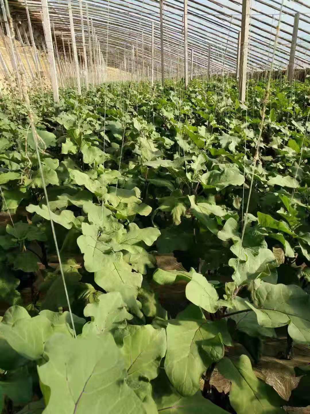 最新保定疫情防控工作会议,定兴疫情防控中心通知最新