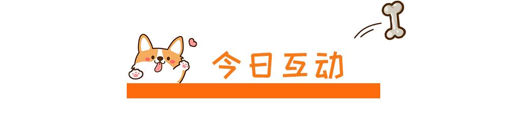 春节回家家里的猫咪怎么办,春节期间猫咪留守怎么办