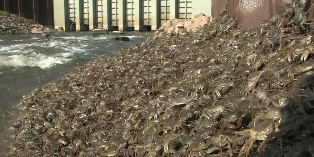 大闸蟹在外国泛滥成灾,大闸蟹在海外泛滥成灾