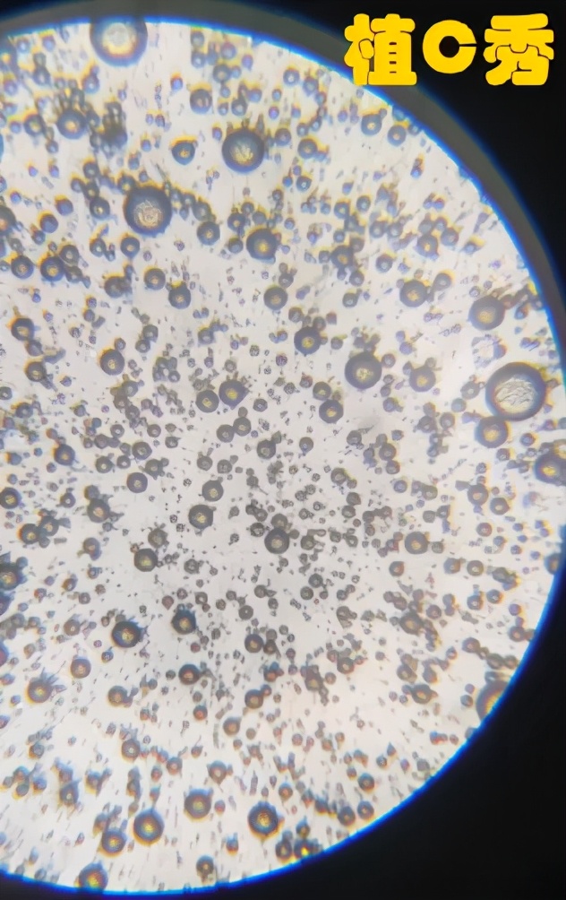 2023卸妆油测评良心推荐,2015卸妆油排行榜10强