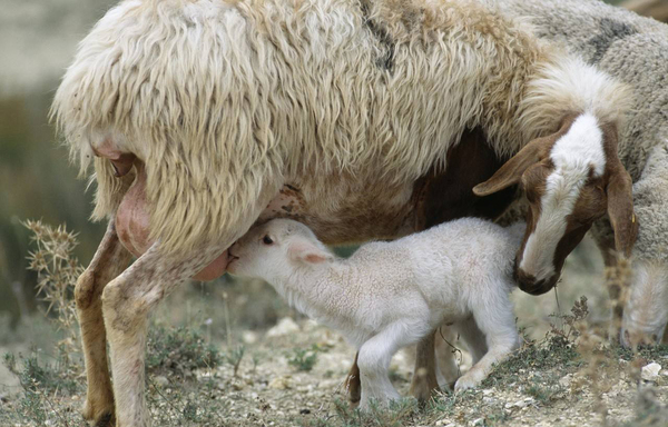 为什么羊不能进别人家,羊的弱点是怎么回事