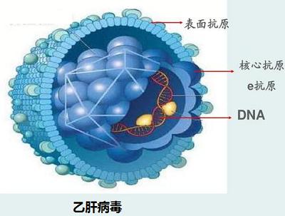 小三阳和乙肝小三阳有区别吗,乙肝小三阳和小三阳携带者区别