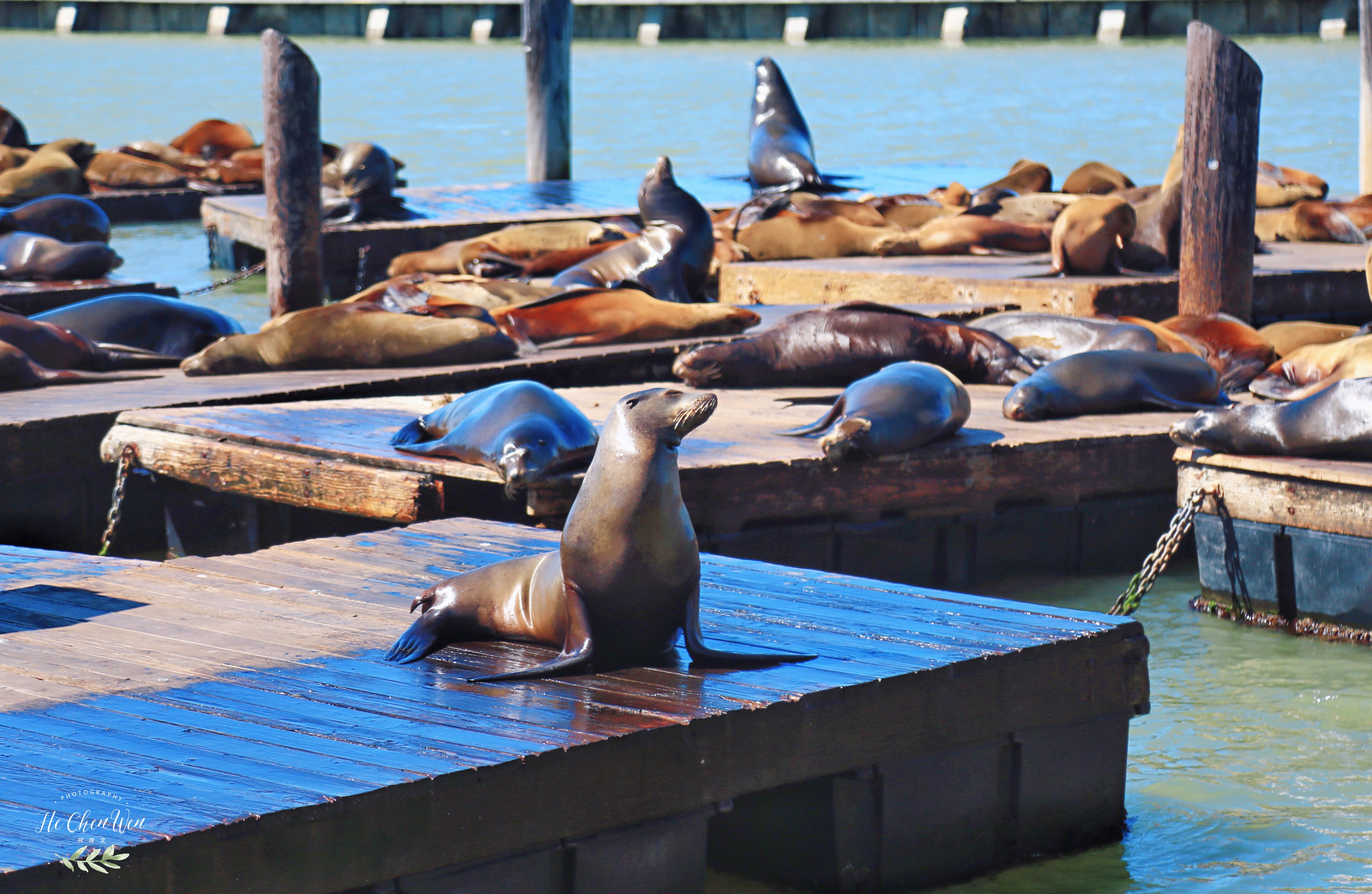 旧金山湾著名观光景点,旧金山渔人码头主要景点