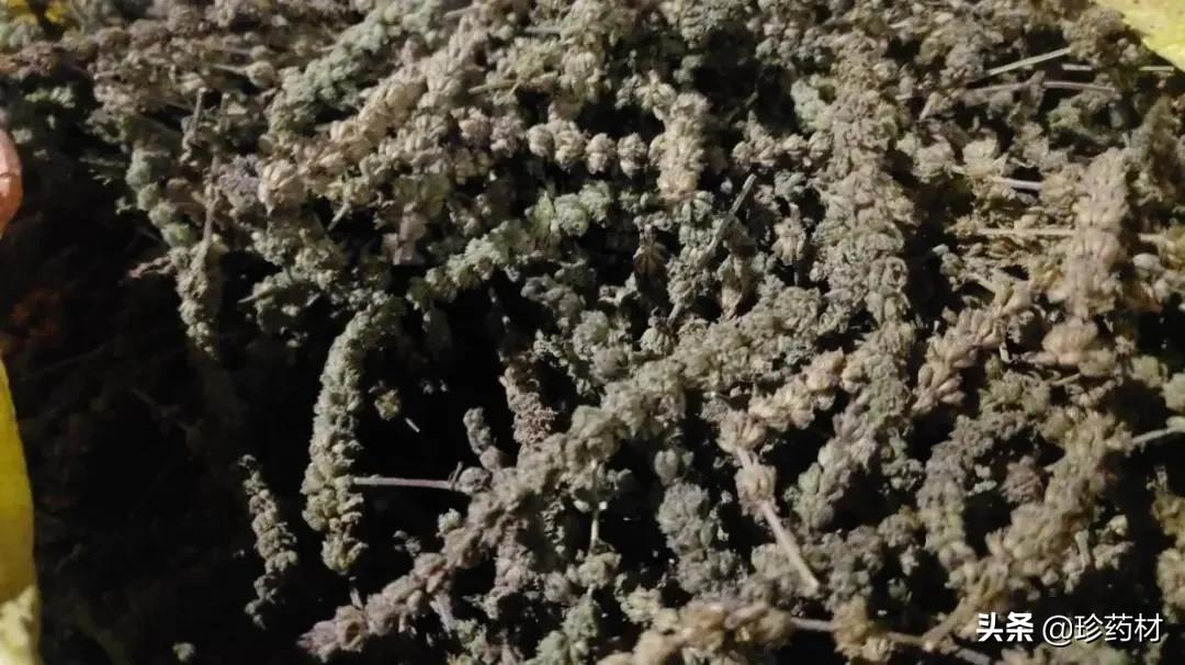 中药材市场快讯:鸡冠花、郁金、生地黄、八角茴香、荆芥穗等