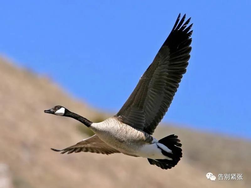 紧张脸红怎么办,紧张脸红热怎么解决