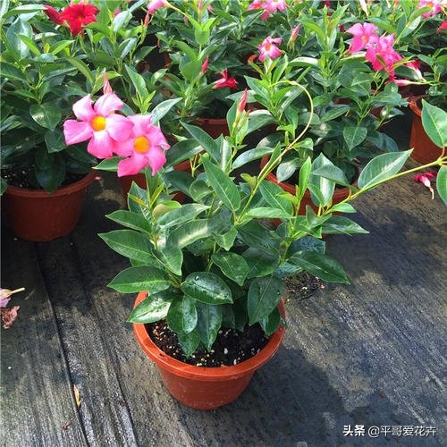 不缺水叶子打蔫了怎么办,夏季中午为什么浇水反而会萎蔫