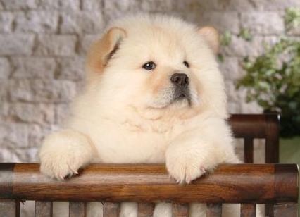 养松狮犬的十大好处,松狮犬为什么很少