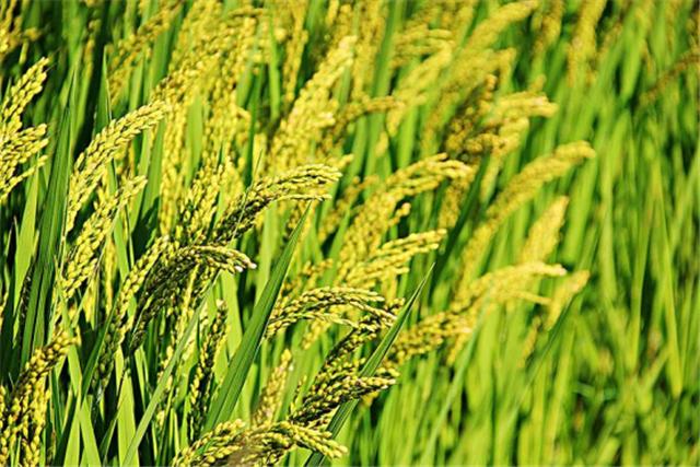 海南三亚5天自由行攻略详细,海南三亚7天旅游攻略最新