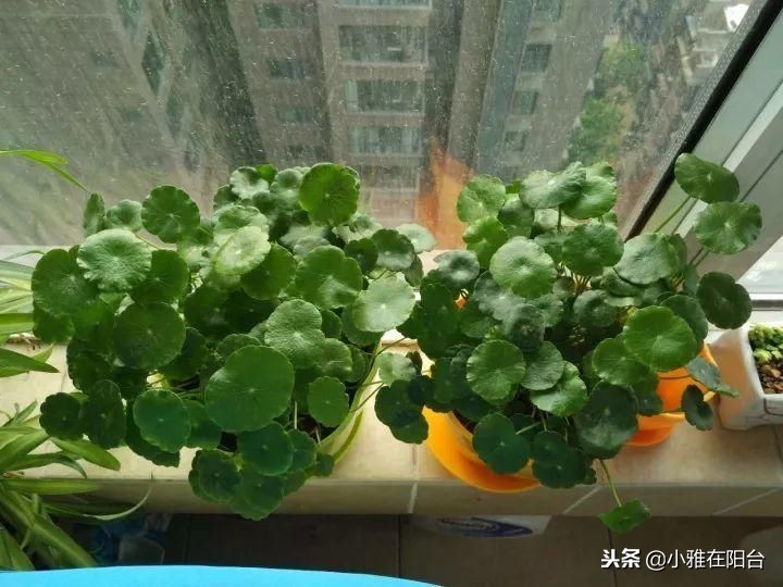 冬季土培铜钱草怎么养才能更旺盛,铜钱草冬季怎么养才能更旺盛