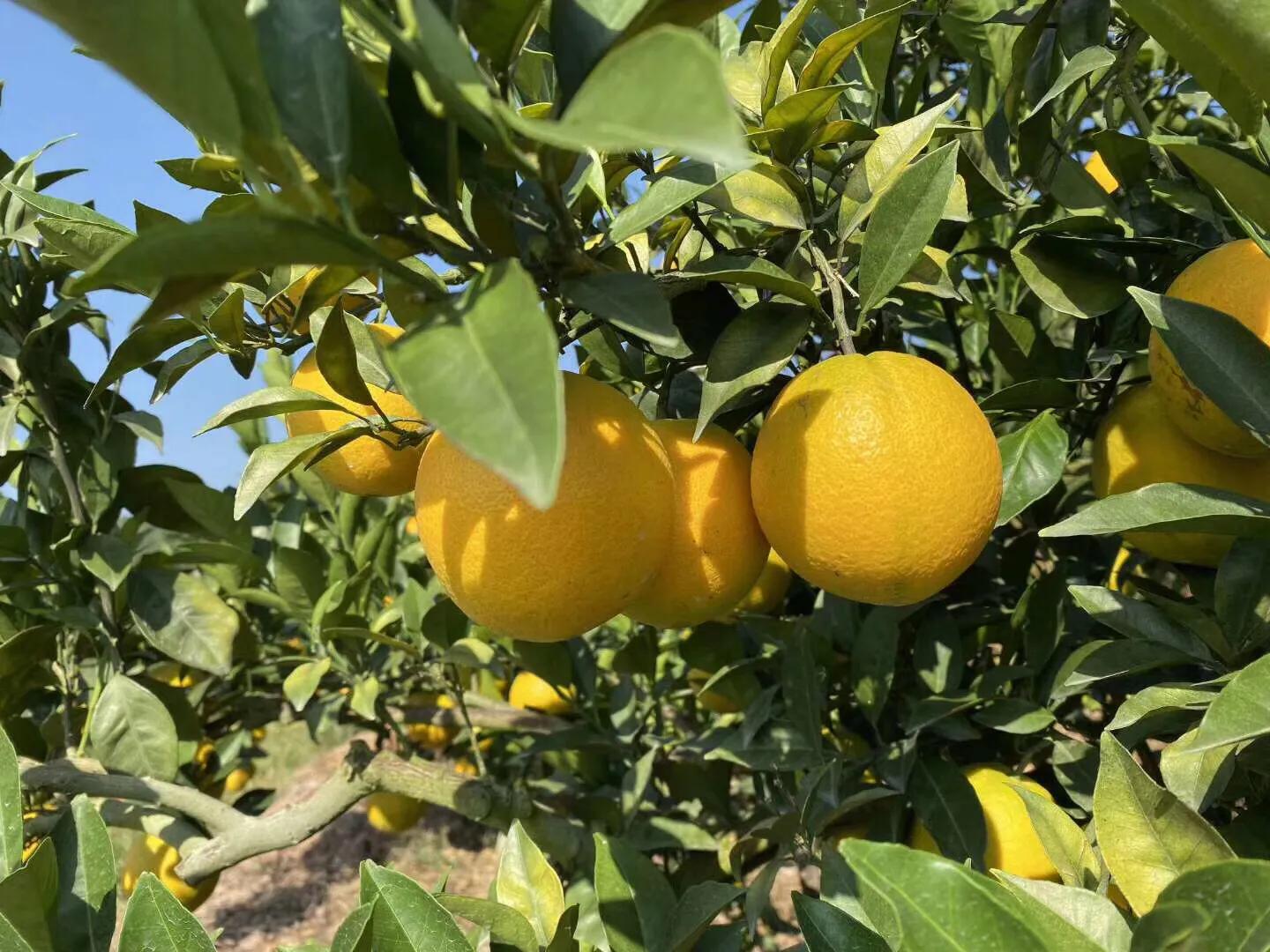 赣南脐橙一口就爆汁,一口一个爆汁的水果