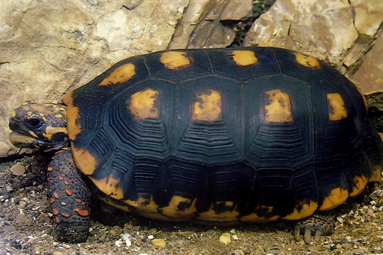 龟类大百科,大眼睛龟类