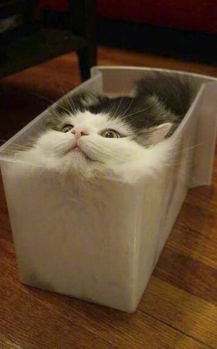 猫的本质是液体，不信看这里，萌化你