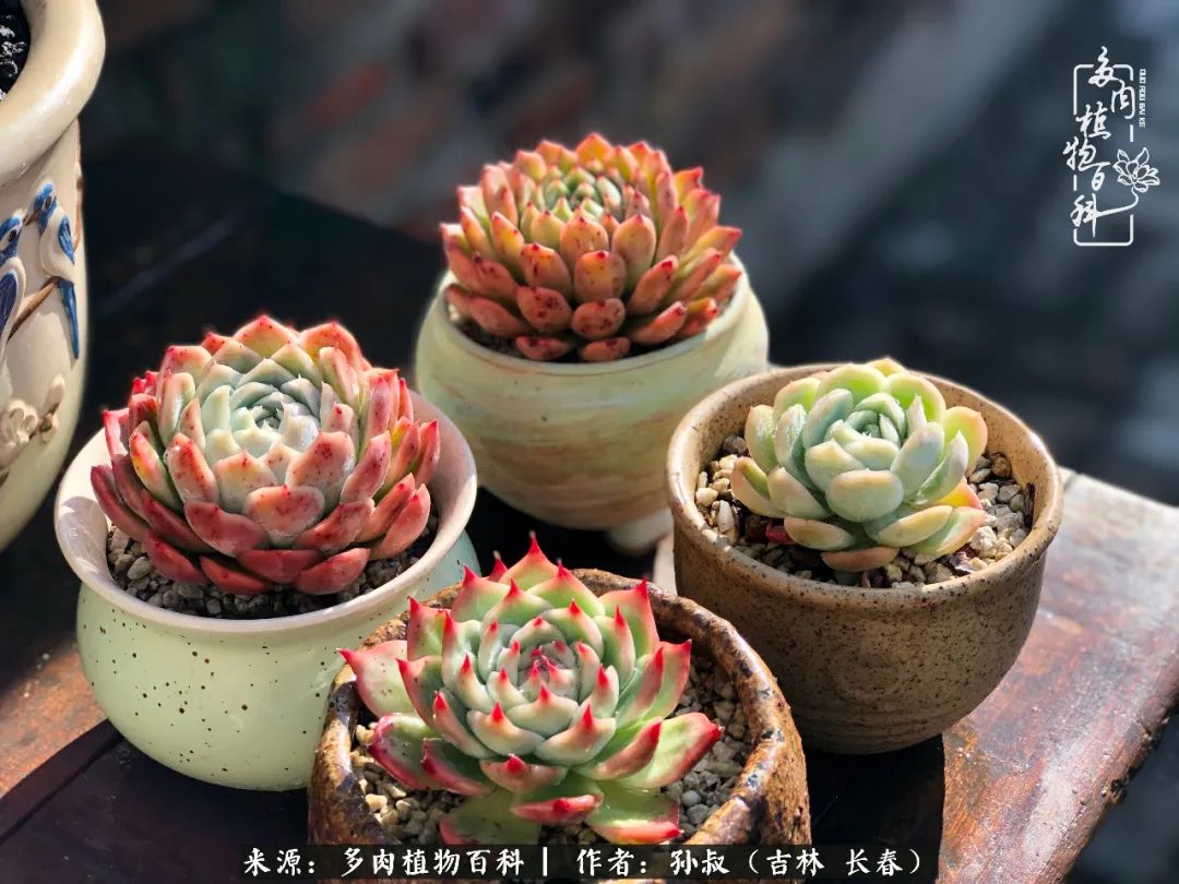 与多肉一起成长,与多肉相伴
