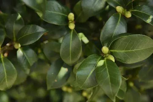 白天浇花花叶变黄,用什么方法养花叶子黄