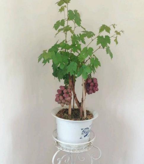 一粒葡萄籽可以长成一棵葡萄树吗,自己用葡萄籽种的葡萄树会挂果吗