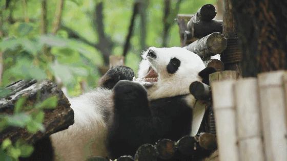 成都周边这5家绝美民宿,望星空,看云海,宛若人间仙境