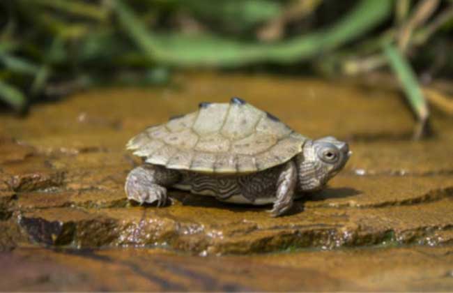 乌龟详细科普,常见乌龟的种类图画