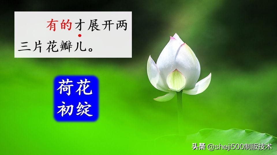 部编版三年级下册语文3荷花讲解,三年级下册部编语文荷花教学视频