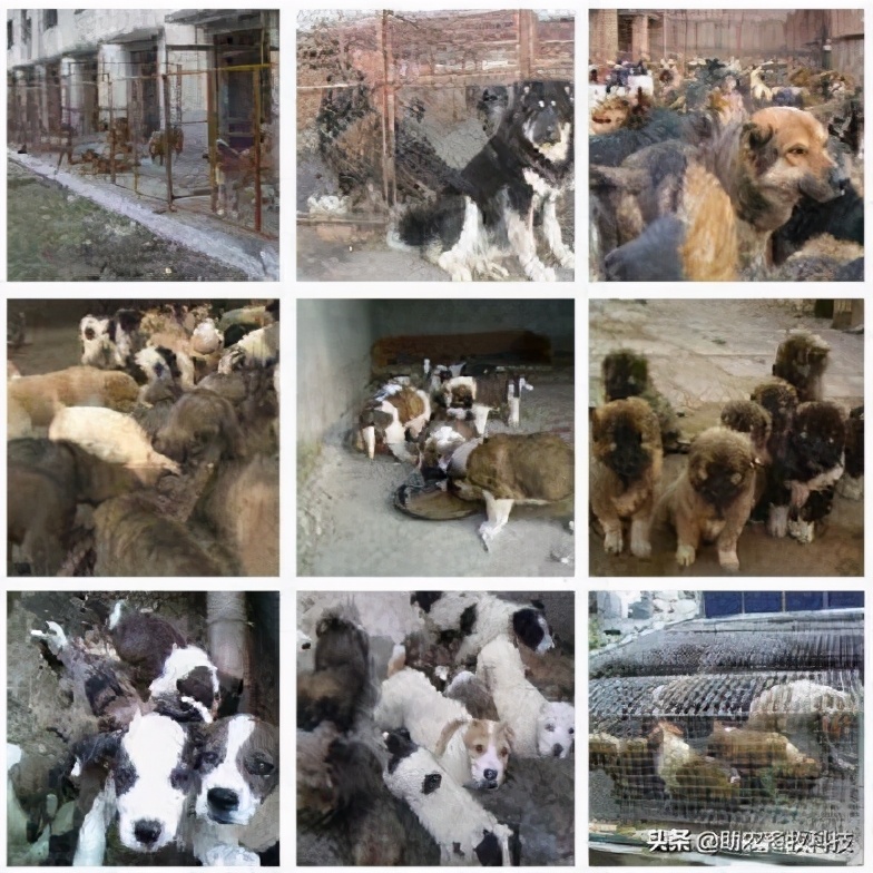 肉狗养殖规范最新,肉狗养殖可行性报告