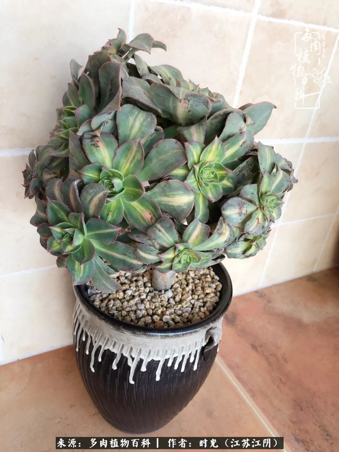 养多肉的人都有一颗善良的心,养多肉植物的人有什么特点