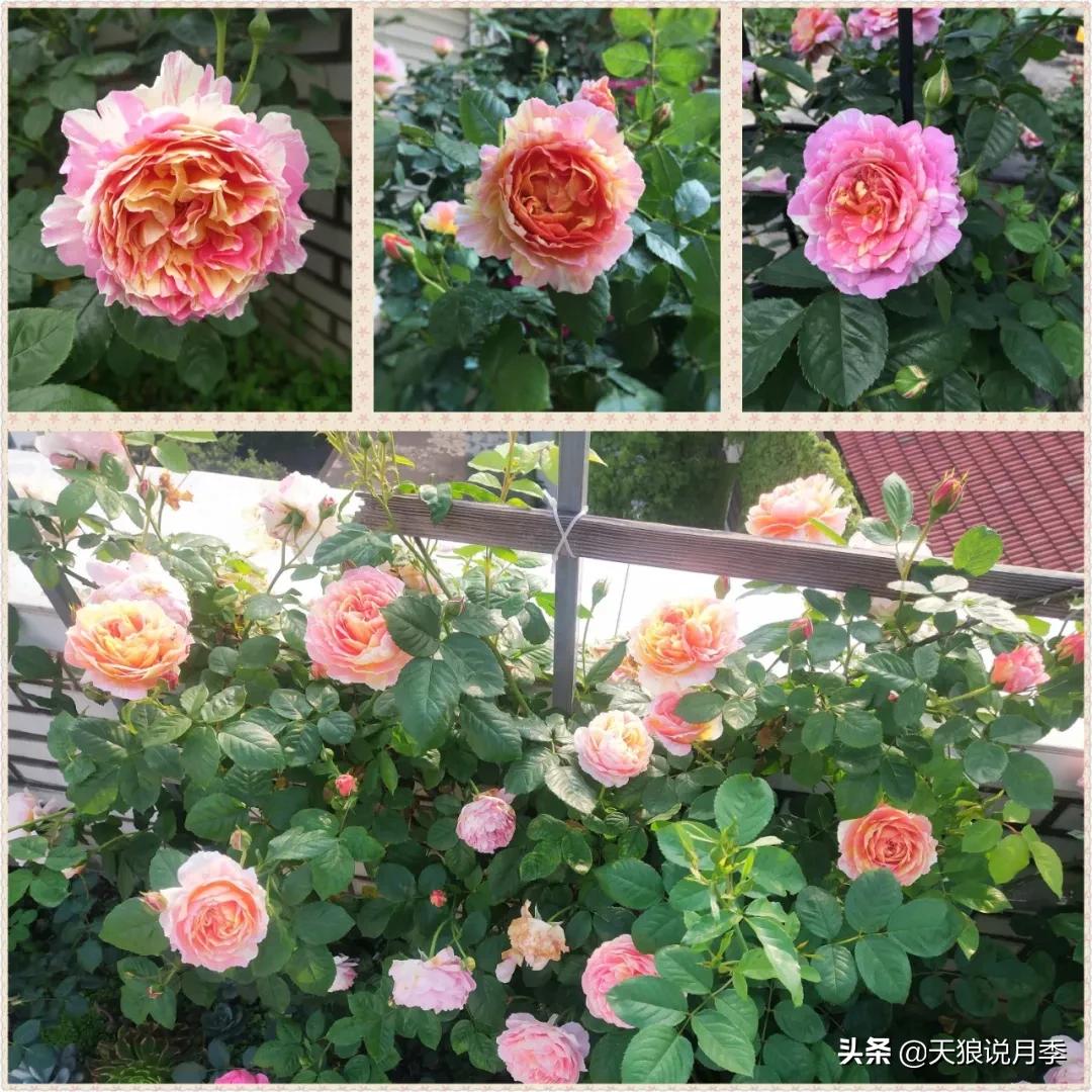 又一个十年,国产自育品种