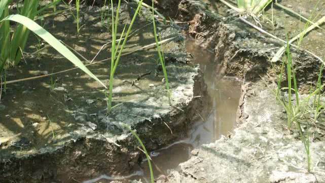 稻田里裂口像拳头那么大,50米外的水渠却满满是水?私拉电线好危险只能干着急