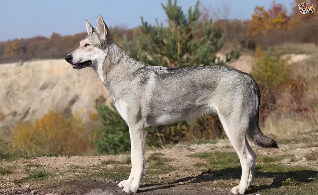 奇怪的知识又增加了喜羊羊,奇怪的知识又增加了猪的叫声