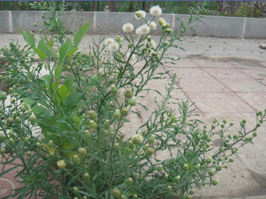 房顶长出杂草怎样消灭,墙里长出的草怎么清除