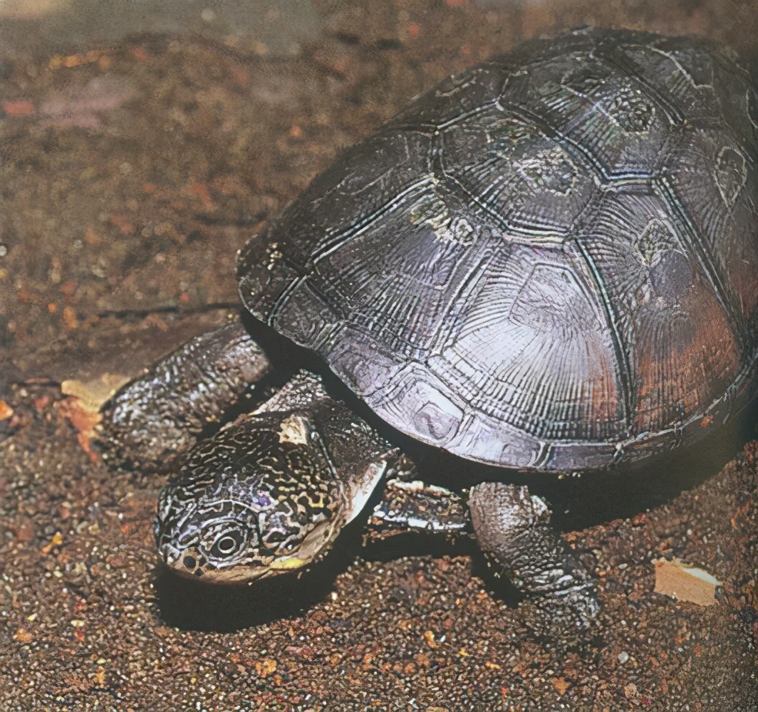 各种龟类图片大全大图,龟类展示会