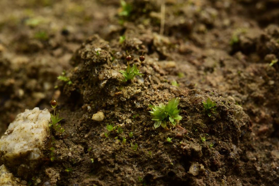 吃毒菇、睡蛇窝，只为挖一堆草，这个重庆博士要做当代神农