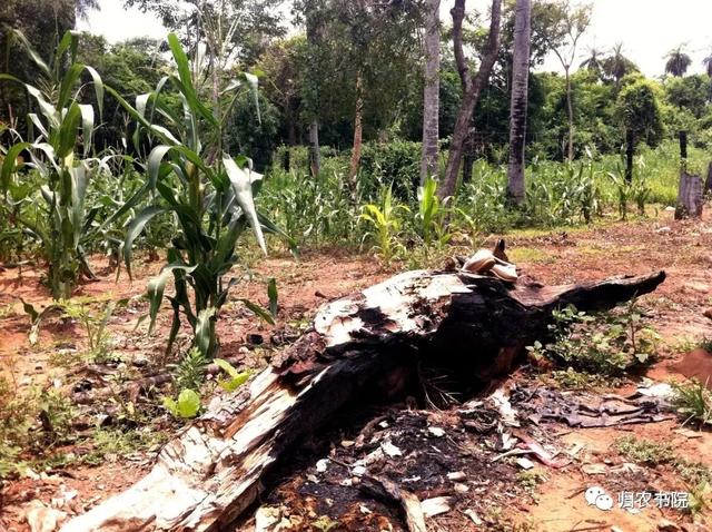 中国年年进口的大豆，为何让巴拉圭从富饶变得死寂？
