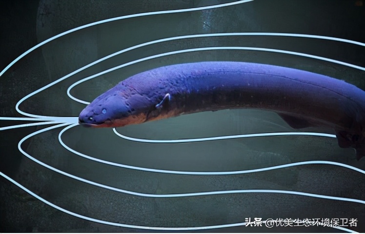 电鳗可以给手机充电吗,用电鳗给手机充电