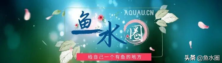 罗汉鱼身上亮片少是什么品种,罗汉鱼血麒麟和火凤哪个品种好