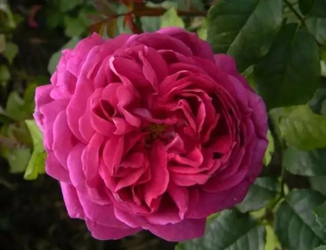 每天学习一点点——100种玫瑰品种科普