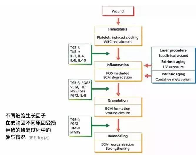 一支冻干粉6瓶精华液,一支冻干粉6瓶精华