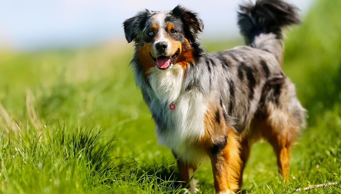 什么狗长不大又可爱便宜,世界上最可爱的狗品种图片