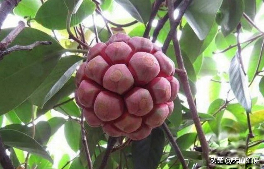 这种植物果实成熟像“足球”，幼果如花营养高，种植起来很简单