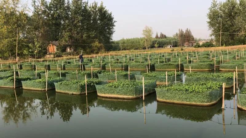 黄鳝的养殖技术及注意事项,新手网箱黄鳝养殖能成功吗