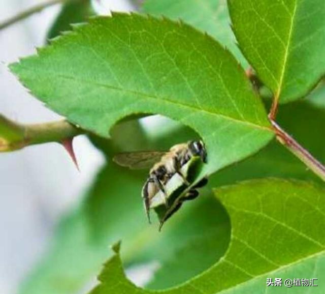 教你识别十大虫害,专治各种害虫图谱大全
